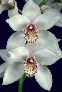 Цимбидиум Cymbidium_Stanley_Fouraker_White_Magic-1