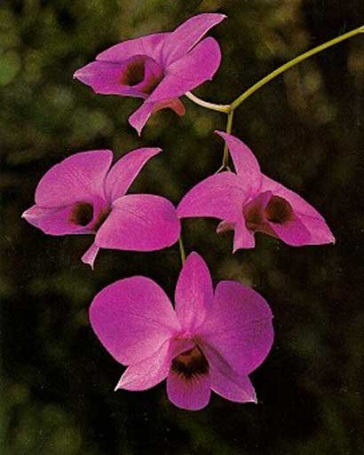 Дендробиум Dendrobium