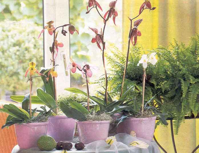 Некоторые советы по уходу за орхидеями Obsaya-orhi-1